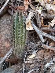 Pachycereus pecten-aboriginum