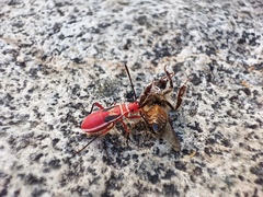 Dysdercus bimaculatus