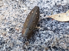 Chrysobothris basalis