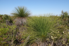 Xanthorrhoea preissii