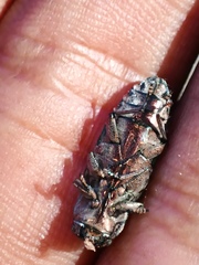 Chrysobothris basalis