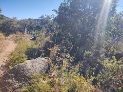 Ambrosia ambrosioides