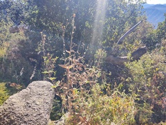 Ambrosia ambrosioides