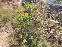 Carlowrightia arizonica