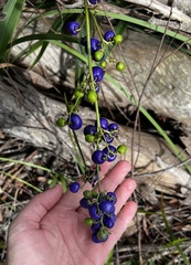 Dianella