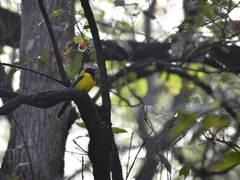 Icterus graduacauda