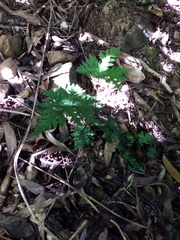 Doryopteris concolor