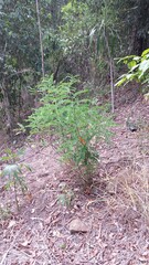 Sophora fraseri