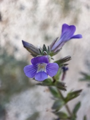 Stemodia durantifolia