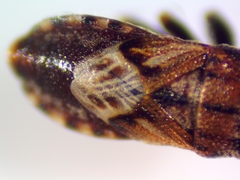 Phlegyas abbreviatus