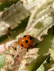 Coccinella algerica