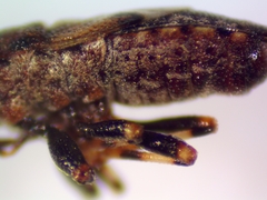 Phlegyas abbreviatus