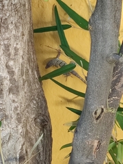 Anolis bonairensis