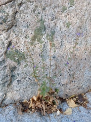 Stemodia durantifolia