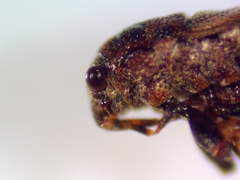 Phlegyas abbreviatus