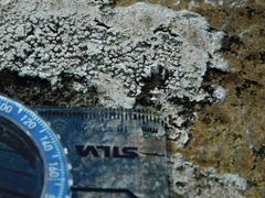 Sagediopsis aquatica