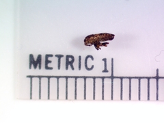 Phlegyas abbreviatus