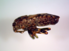 Phlegyas abbreviatus