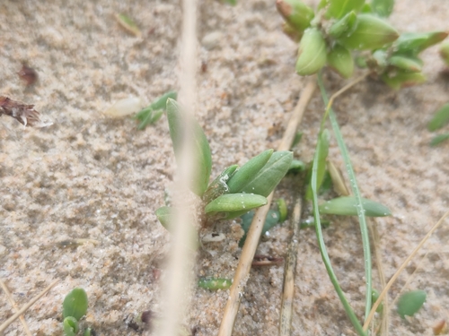 Polygonum maritimum (Polygonum maritimum)