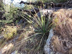Yucca capensis