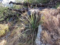 Yucca capensis
