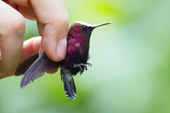 Microchera albocoronata