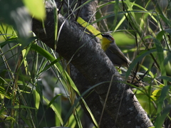 Basileuterus rufifrons