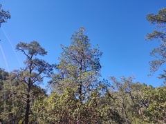 Pinus cembroides lagunae