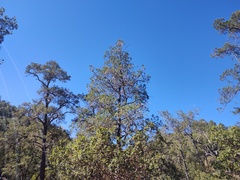 Pinus cembroides lagunae