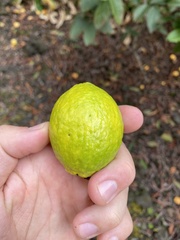 Psidium