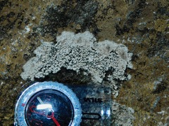 Sagediopsis aquatica