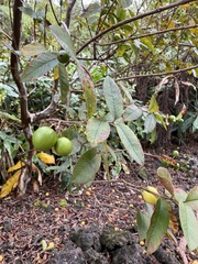Psidium