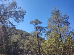 Pinus cembroides lagunae