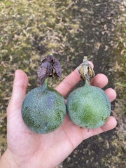 Passiflora ligularis