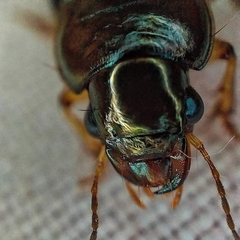 Selenophorus