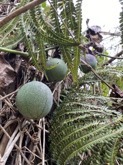 Passiflora ligularis