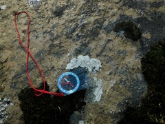 Sagediopsis aquatica