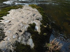 Sagediopsis aquatica