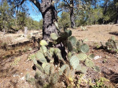Opuntia lagunae