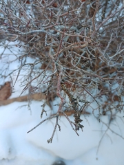 Amelanchier utahensis