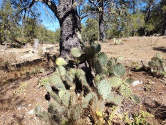 Opuntia lagunae