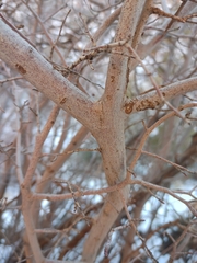 Amelanchier utahensis