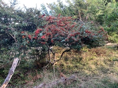 Cotoneaster