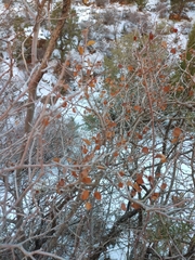 Amelanchier utahensis
