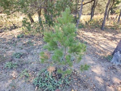 Pinus cembroides lagunae