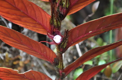 Columnea