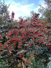 Cotoneaster