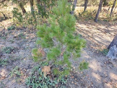 Pinus cembroides lagunae