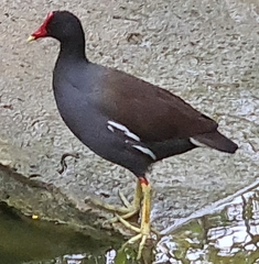 Gallinula galeata