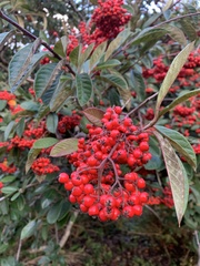 Cotoneaster